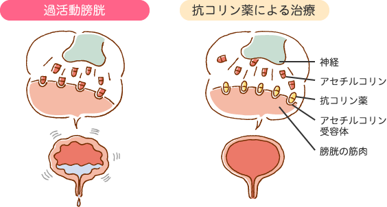 抗コリン薬のイラスト画像