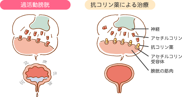 抗コリン薬のイラスト画像