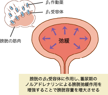 β3作動薬のイラスト画像