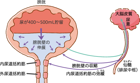 排尿のしくみのイラスト画像